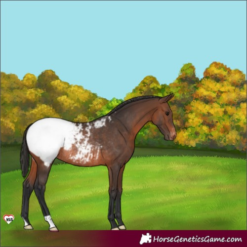 Horse Color:Brown Appaloosa Rabicano