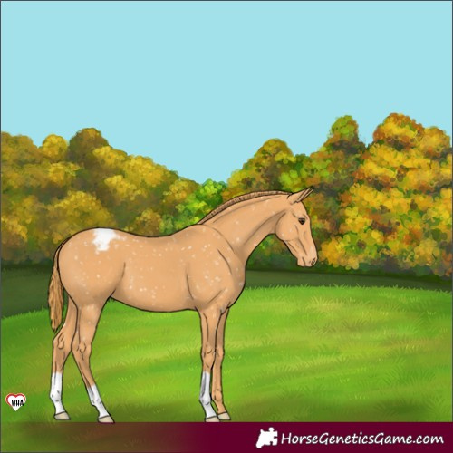 Horse Color:Chestnut Appaloosa 