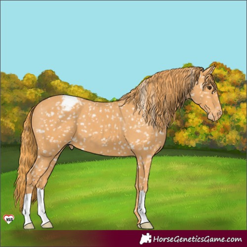 Horse Color:Chestnut Appaloosa 