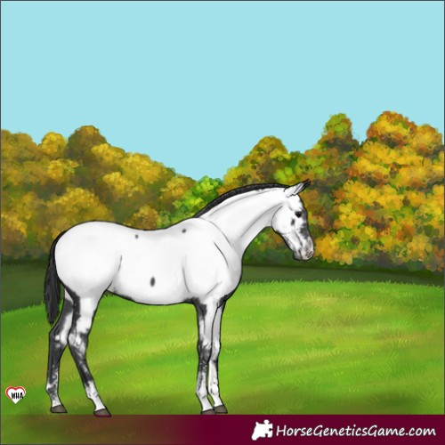 Horse Color:Black Sabino Appaloosa 