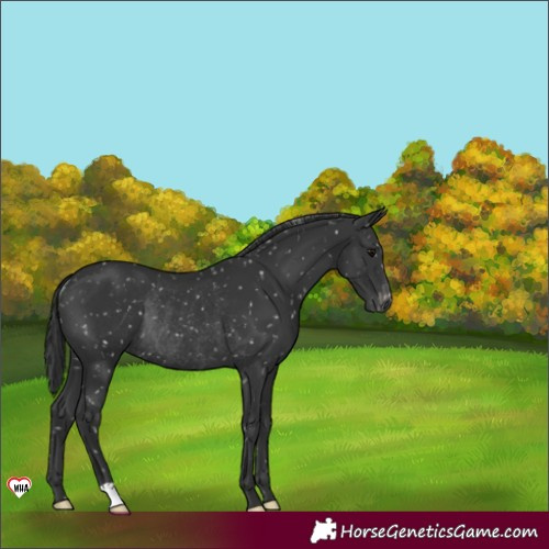 Horse Color:Black Appaloosa Rabicano 