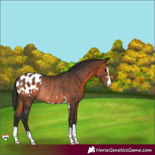 Horse Color:Brown Appaloosa Rabicano 