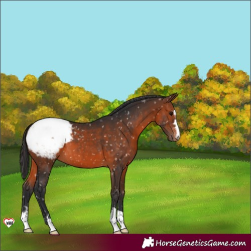 Horse Color:Brown Appaloosa 