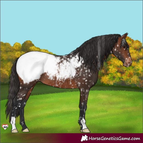 Horse Color:Brown Appaloosa Rabicano 