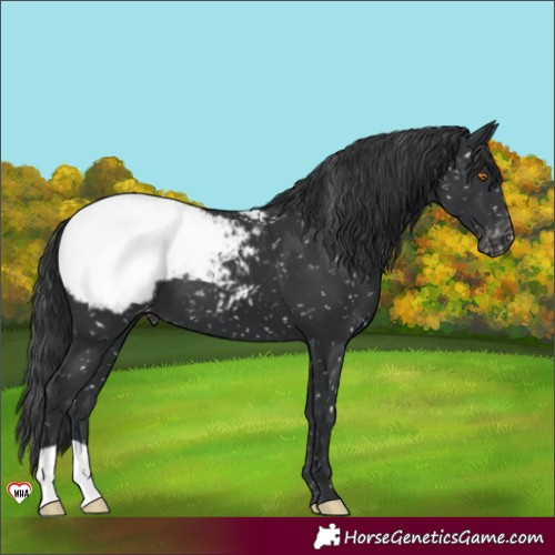 Horse Color:Black Appaloosa 