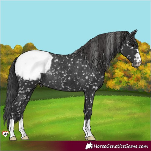 Horse Color:Black Appaloosa Rabicano 