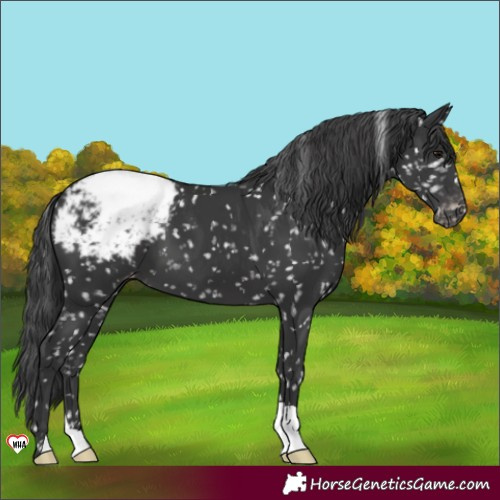 Horse Color:Black Appaloosa