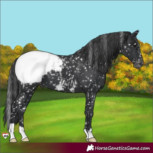Horse Color:Black Appaloosa 