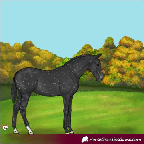 Horse Color:Black Appaloosa 