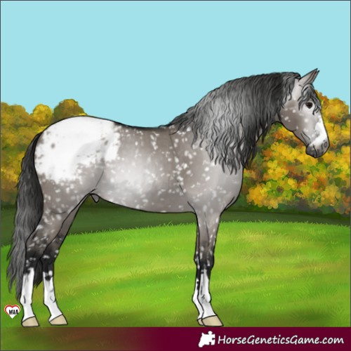 Horse Color:Gray Grullo Appaloosa 