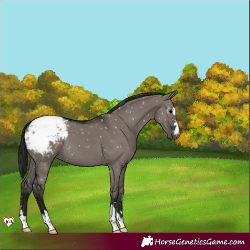 Horse Color:Gray Grullo Appaloosa