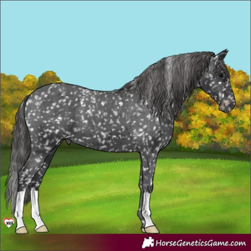 Horse Color:Black Appaloosa 