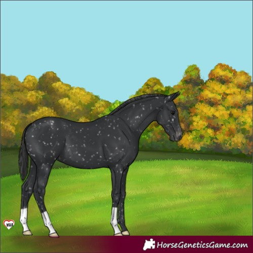 Horse Color:Black Appaloosa 
