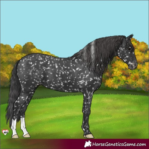 Horse Color:Black Appaloosa