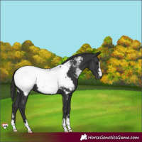 Horse Color:Black Appaloosa