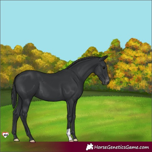 Horse Color:Black Appaloosa 