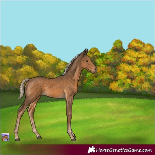 Horse Color:Chocolate Palomino 
