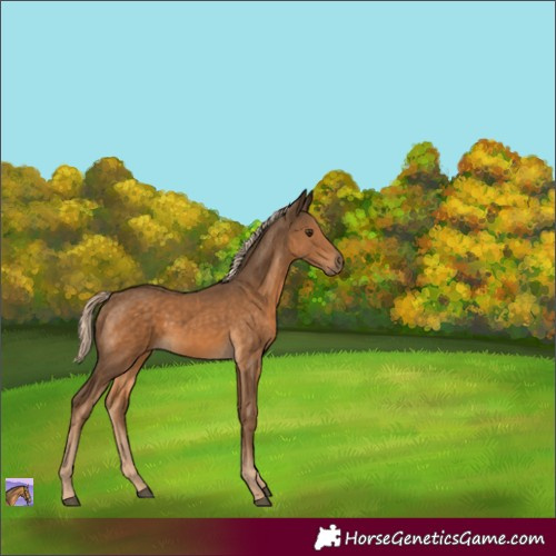 Horse Color:Chocolate Palomino 