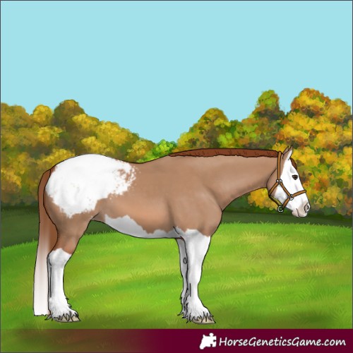Horse Color:Red Dun Splash Appaloosa 