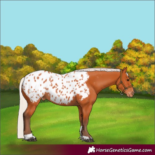 Horse Color:Unknown 