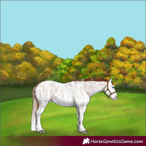 Horse Color:Red Roan Sabino Splash Appaloosa 