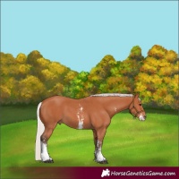 Horse Color:Silver Bay Sabino