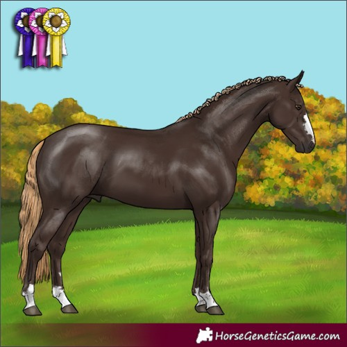 Horse Color:Liver Chestnut 