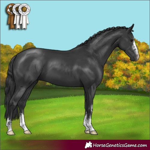 Horse Color:Black 