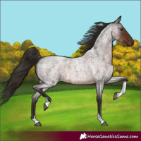 Horse Color:Liver Red Roan Tobiano