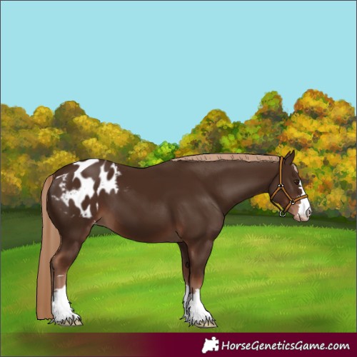 Horse Color:Liver Chestnut Appaloosa