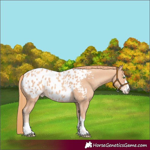 Horse Color:Gold Champagne Appaloosa 
