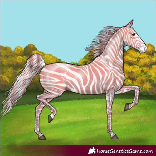 Horse Color:Silver Buckskin Roan Splash 