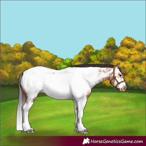 Horse Color:Bay Roan Splash Frame Appaloosa