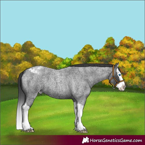 Horse Color:Blue Roan Splash Appaloosa 