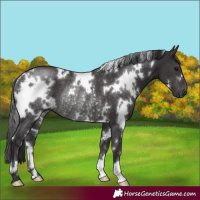 Horse Color:White Spotted Smoky Black Rabicano