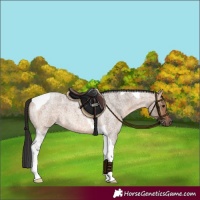 Horse Color:Brown Roan Dun Tobiano