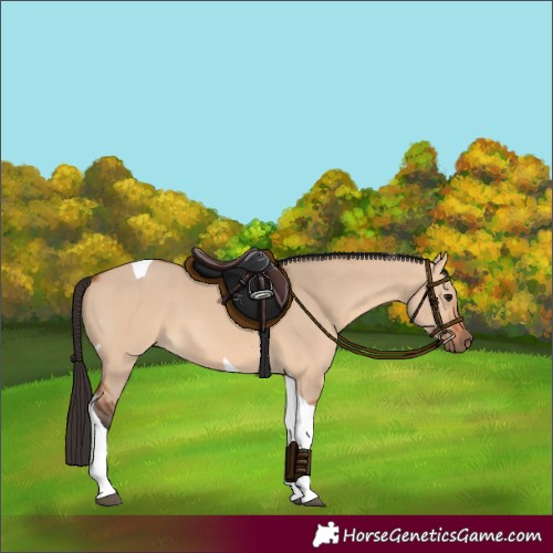 Horse Color:Bay Dun Tobiano 