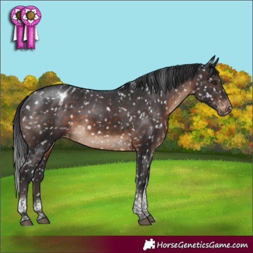 Horse Color:Brown Tobiano Appaloosa Rabicano 