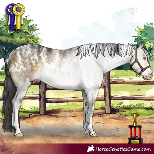 Horse Color:Powder White White Spotted Buckskin Dun Rabicano 