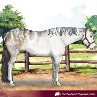 Horse Color:Powder White White Spotted Buckskin Dun Rabicano 