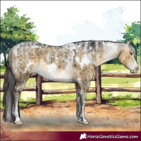 Horse Color:Powder White White Spotted Buckskin Dun Rabicano Brindle