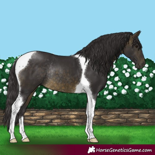 Horse Color:Buckskin Tobiano Rabicano 