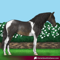 Horse Color:Buckskin Tobiano Rabicano