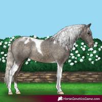 Horse Color:Silver Buckskin Tobiano Appaloosa Rabicano