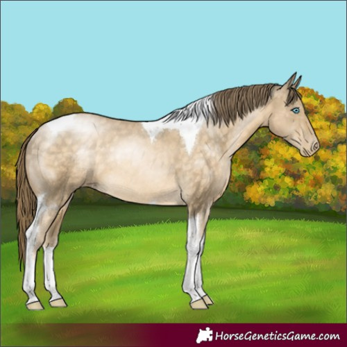 Horse Color:Buckskin Pearl Tobiano Rabicano 
