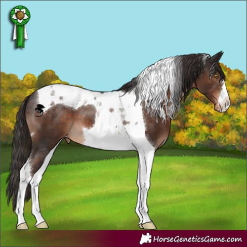 Horse Color:Liver Chestnut Tobiano Appaloosa 