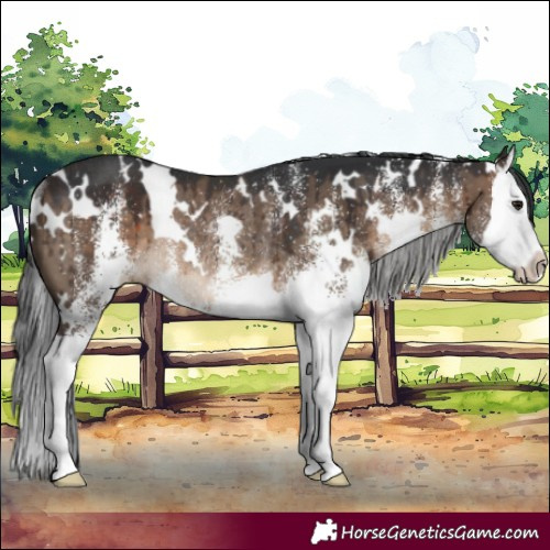 Horse Color:White Spotted Brown Dun Splash Rabicano Brindle 