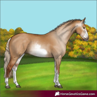 Horse Color:Gray White Spotted Red Dun Frame 