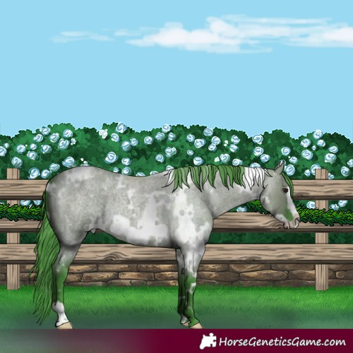 Horse Color:Watercolor White Spotted Smoky Grullo Roan Frame 