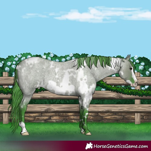 Horse Color:Watercolor White Spotted Smoky Grullo Roan Frame 